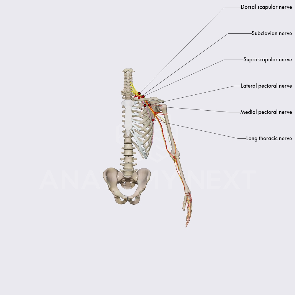 Supraclavicular part of brachial plexus